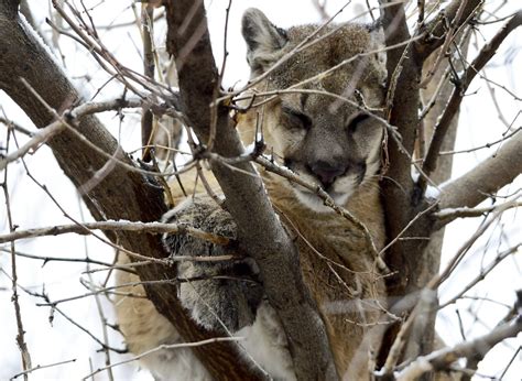 Mountain lion euthanized after swatting girl in face inside chicken coop near Buena Vista